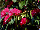 Rhododendron 14