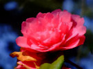 Pink Rhododendron Flower 3