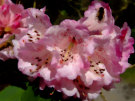 Purple/Pink/White Rhododendron With Bee In Background