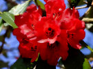 Rhododendron 5