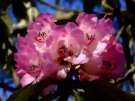 Rhododendron 7