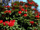 Rhododendron 8