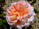 Peachy Rose 2 (Abraham Darby)