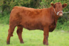 Saler Heifer