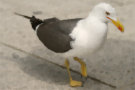 Seagull 2