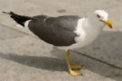 Seagull 4