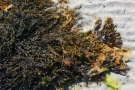 Seaweed 5