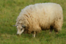 Sheep 8
