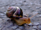 Snails