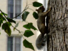 Squirrel 3