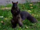 Squirrel 4