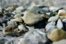 Stones On The Sea Shore