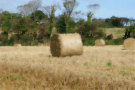 Straw Bales