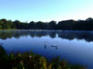 Swan Lake - Greyabbey (With Morning Mist)