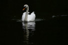 Swans