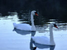 Swans 2