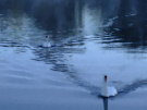 Swans3