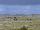 The Burren 3 (With Cows Roaming Free)