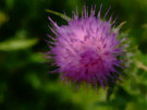 Thistle