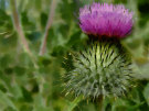 Thistle 2