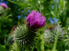 Thistle 3