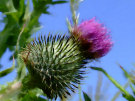 Thistle 4