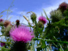 Thistles 2 (With blue sky background)