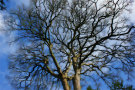 Tree 4 (Looking up at bare branches into the sky)