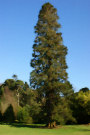 Tree 5 (A variety of Giant Redwood I think..)