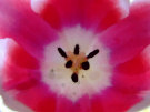 Tulip (Close Up)