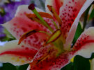 Lily Stamen