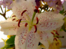 Lily Stamen 2