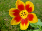 Tulip 4