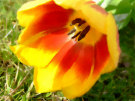 Tulip 5