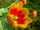 Tulips 4