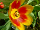 Tulips 5