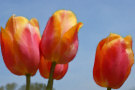 Tulips 6