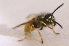 Wasp 2