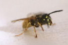 Wasp 3