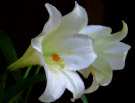 White Lilies