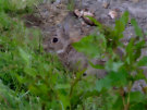 Wild Rabbit 4 - behind some weeds