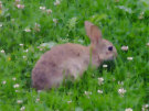 Wild Rabbit 5 in green grass