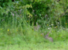 Wild Rabbits in some long grass