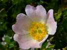 Wild Rose 3