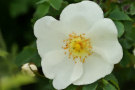 Wild Rose 4