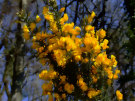 Wild Yellow Gorse (Close Up)