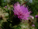 Worker Bee On Thistle