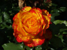 Yellow / Red / Orange Rose