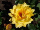 Yellow Rose