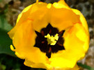 Yellow Tulip